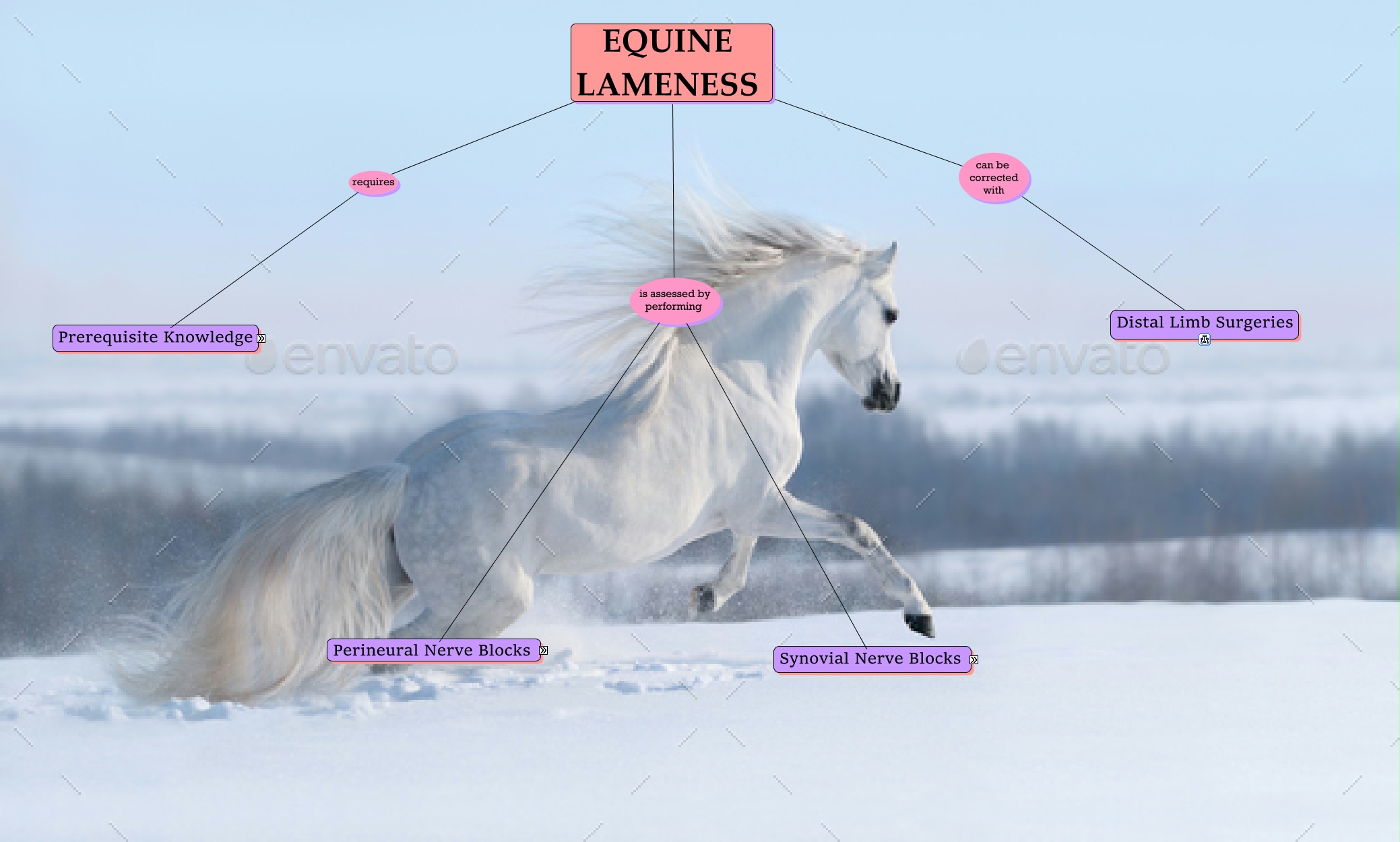 Group 2 LAS LAB 5 Equine Nerve Blocks and Distal Limb surgery